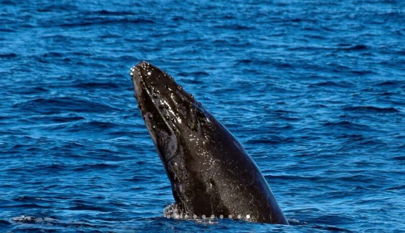 Mooloolaba: Whale Watching Cruise - The Price and Value