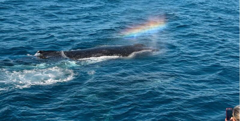 Mooloolaba: Whale Watching Cruise - Who Should Consider This Tour?