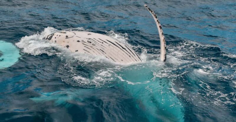 Mooloolaba: Whale Watching Cruise - Frequently Asked Questions