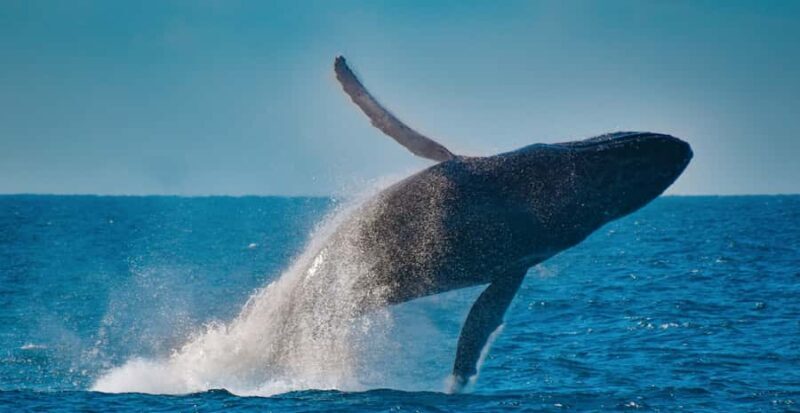 Mooloolaba: Whale Watching Cruise - Final Thoughts