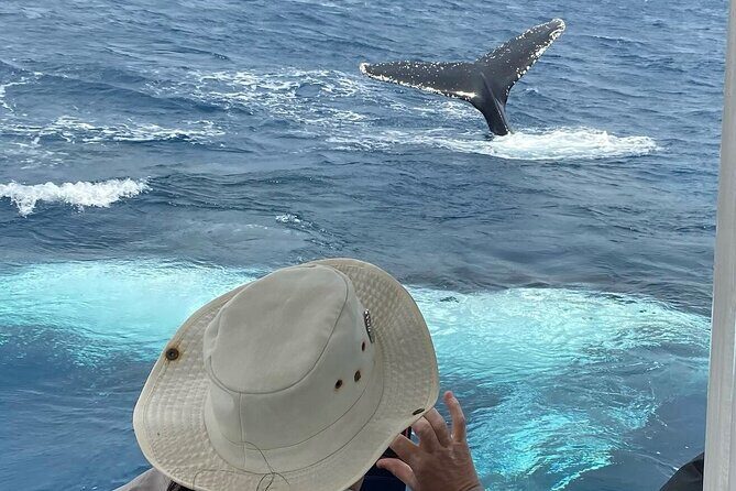 Mooloolaba Whale Watching  Small Group Tour - An In-Depth Look at the Tour Experience