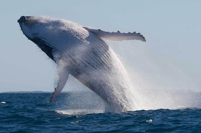 Mooloolaba Whale Watching  Small Group Tour - Final Thoughts