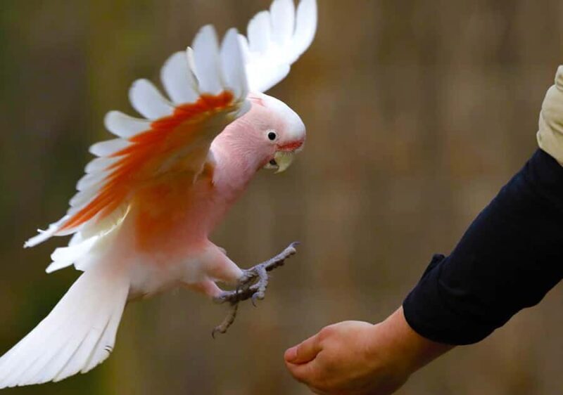 Moonlit Sanctuary Conservation Park Entry Ticket - Practical Details and Tips