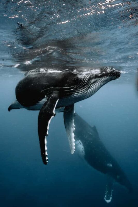 Moorea 4H Shared Boat Tour Whale Swimming and Snorkeling - Key Points