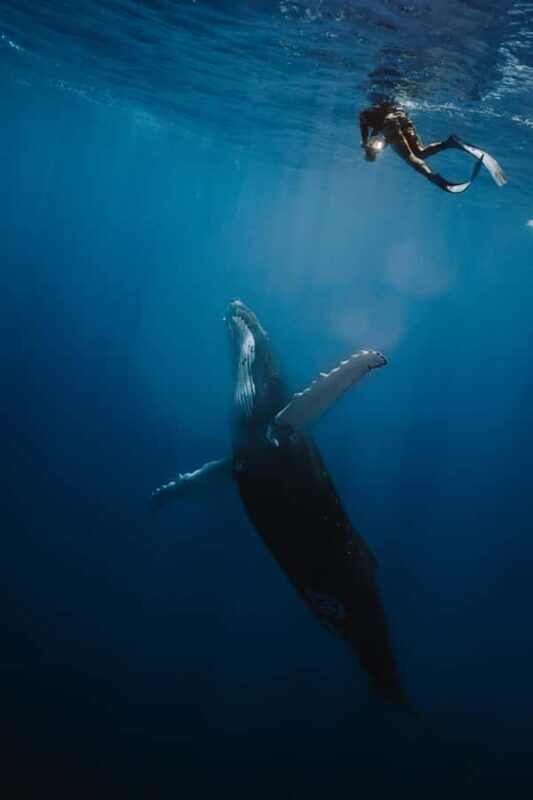 Moorea 4H Shared Boat Tour Whale Swimming and Snorkeling - What to Expect from Your Moorea Marine Adventure