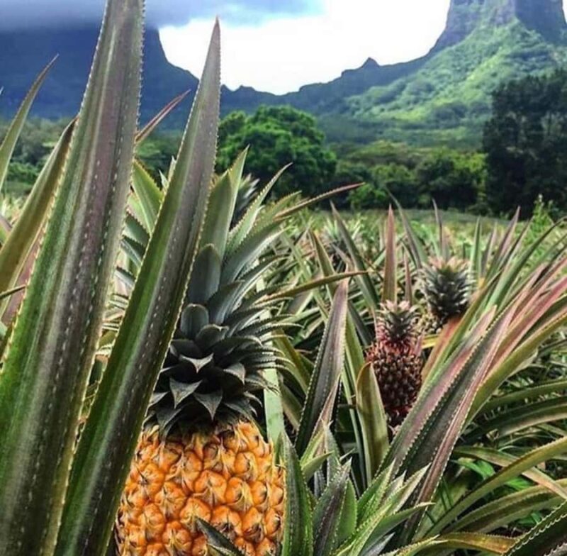 Moorea Cruise Ships: 4x4, Belvedere,Magic Mountain pineaple - Final Thoughts