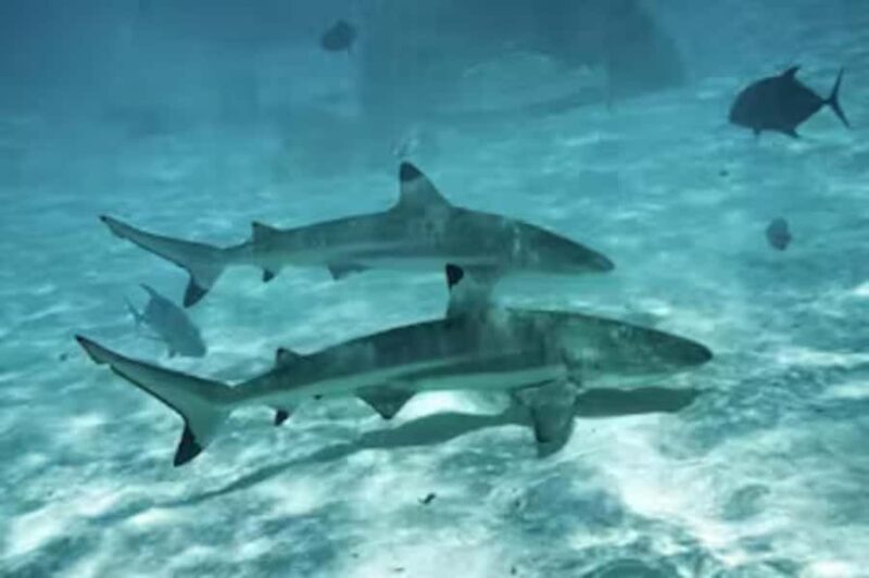 Moorea: Glass Bottom Boat Adventure with Lagoon Wonders - What Do the Reviews Say?