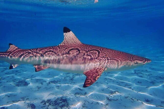 Mo'orea Half Day Private Tour with Snorkeling and Cruising the Lagoon - FAQ