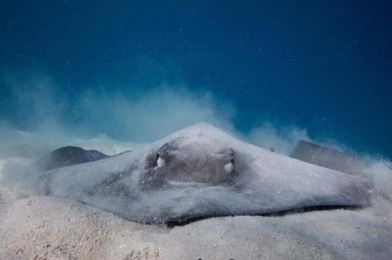 Moorea: Hauru Lagoon 3-hour Guided Kayak Tour with Snack - Key Points