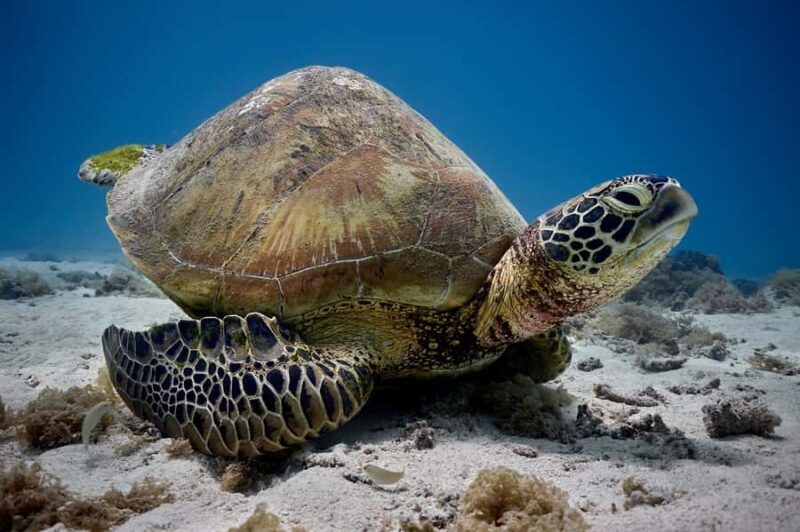 Moorea: Hauru Lagoon 3-hour Guided Kayak Tour with Snack - Practical Details and Considerations