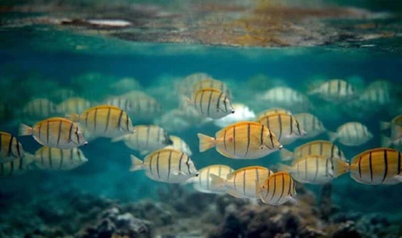 Moorea: Hauru Lagoon 3-hour Guided Kayak Tour with Snack - The Value of This Tour