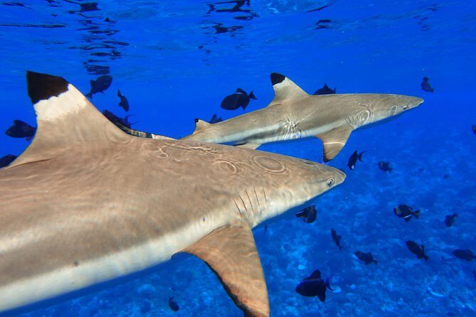 Moorea Private Boat Tour / Sea Scooter Snorkeling Tour - A Deep Dive into the Moorea Private Boat & Sea Scooter Snorkeling Tour