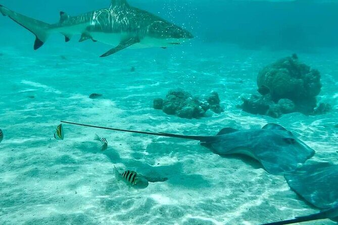 Moorea Solo or Twin 2 hours Jet Ski Tour - The Experience Breakdown