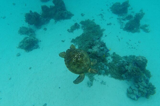 Moorea Solo or Twin Island Tour Jet Ski 4 hours - The Value of the Experience