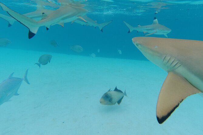 Moorea Solo or Twin Island Tour Jet Ski 4 hours - FAQ