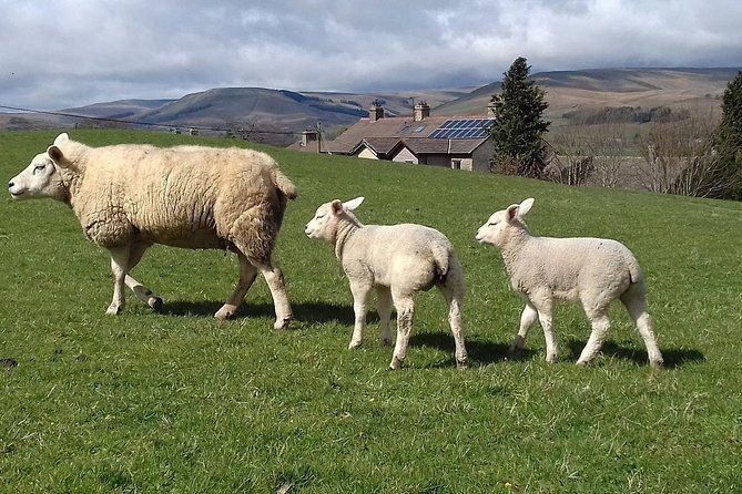 Moors, Whitby & The Yorkshire Steam Railway Day Trip from York - Price and what you’re really paying for