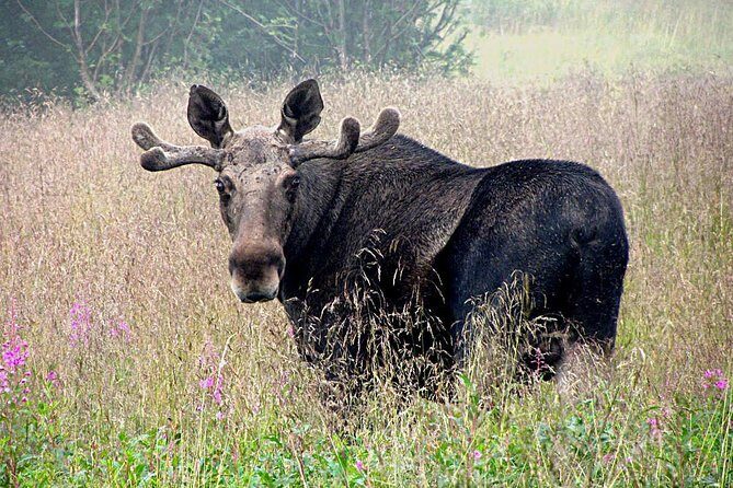 Moose Safari Bodo, Norway, Meet the Largest Land Animal in Europe - Key Points