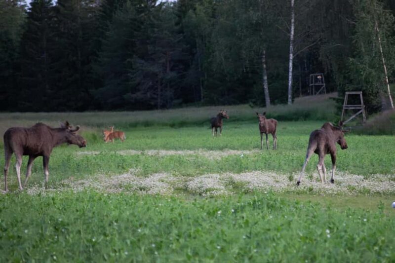Moose safari with campfire dinner from Helsinki - Discover the Finnish Wilderness: What to Expect