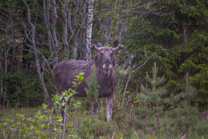 Moose safari with campfire dinner from Helsinki - The Experience From a Traveler’s Perspective