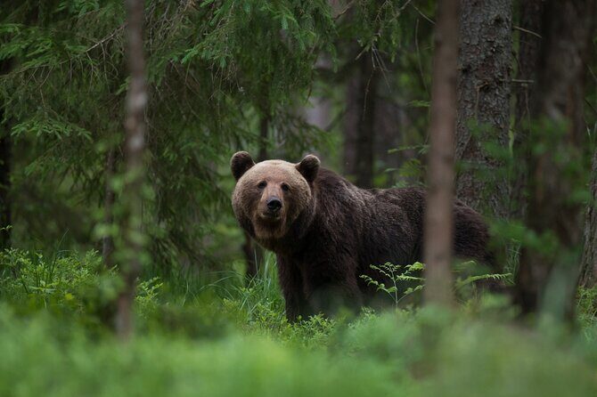 Moraine Lake, Lake Louise, Banff Highlights & Wildlife Expedition - What’s Included & What’s Not