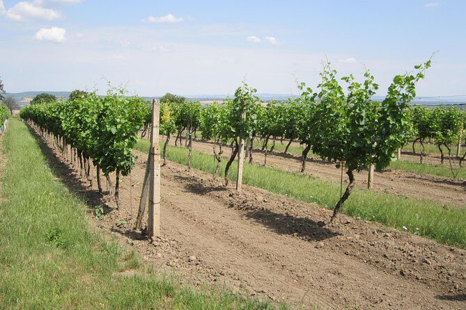 Moravian wine trails - Who Will Love This Tour?