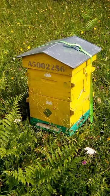 Morbihan: Beekeeping experience at Le Tour Du Parc - Key Points