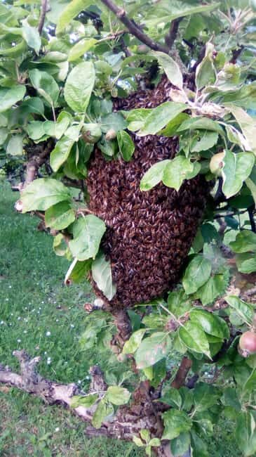 Morbihan: Beekeeping experience at Le Tour Du Parc - Who Should Consider This Tour?