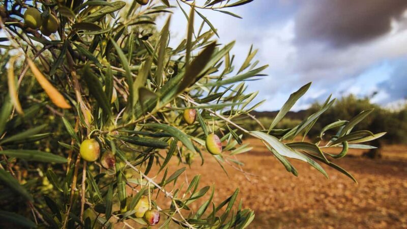 Morcone: Olive Oil Tasting and Cooking Class with Lunch - Why This Experience Stands Out