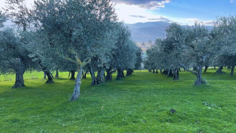Morcone: Pasta-Making Class with Farm Tour and Lunch - Final Thoughts