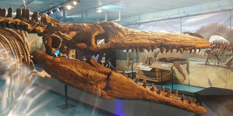 Morden, Manitoba: Full-Day Fossil Dig Tour with Instructor - Who Is This Tour Best For?