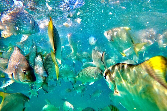 Moreton Island Day Trip (Kayak, Snorkel & Sandboard) frm Brisbane or Gold Coast - Who Is This Tour For?