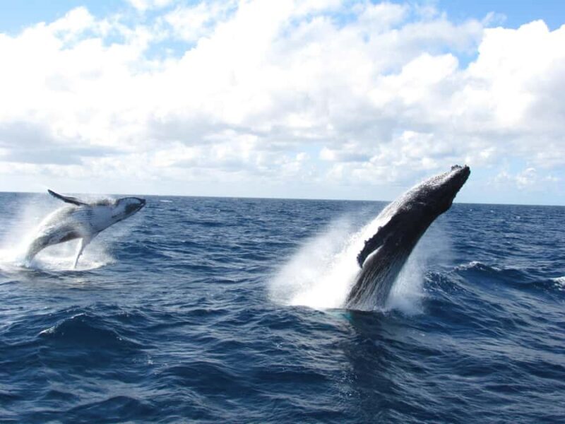 Moreton Island: Tangalooma Day Trip & Whale Watching Cruise - Practical Details Worth Considering