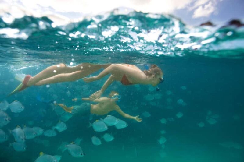 Moreton Island: Tangalooma Snorkeling Tour & Dolphin Feeding - What We Appreciate and What Could Improve