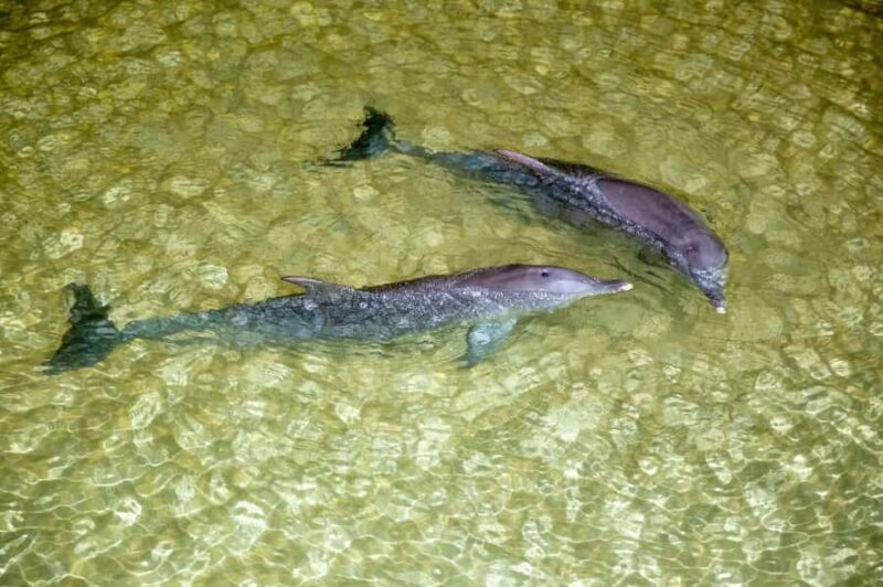 Moreton Island: Tangalooma Snorkelling with Dolphin Viewing - Key Points