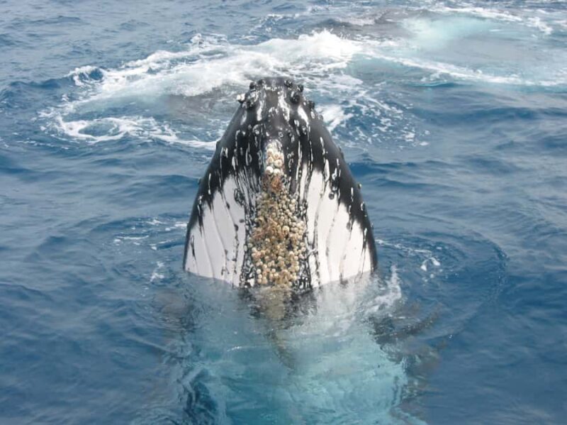 Moreton Island: Tangalooma Whale Watching & Dolphin Feeding - Whale Watching: A 3-Hour Marine Spectacle