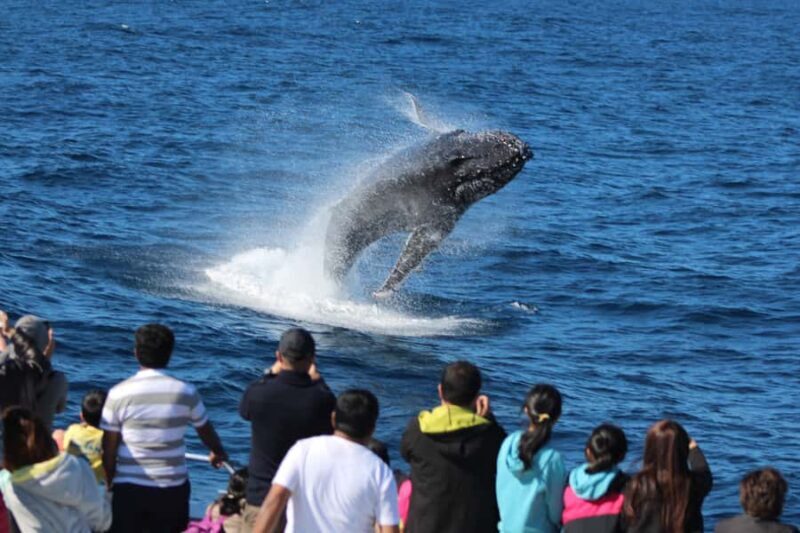 Moreton Island: Tangalooma Whale Watching & Dolphin Feeding - Price and Value