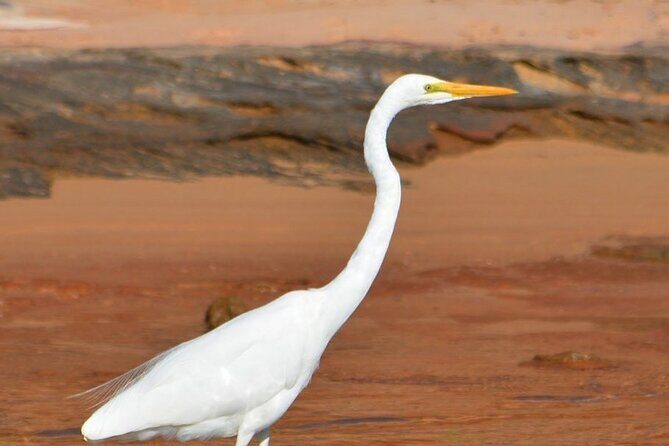 Morning Cruise on the Murchison River in Kalbarri (April to Nov) - Frequently Asked Questions