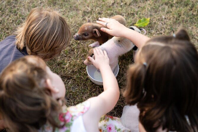 Morning Farm Experience near Gympie & Noosa - What to Expect from the Highland Hideaway Farm Tour