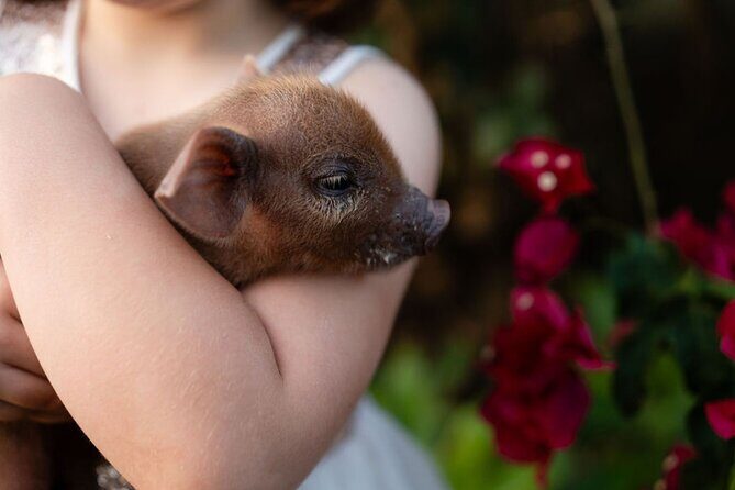 Morning Farm Experience near Gympie & Noosa - The Value of the Experience