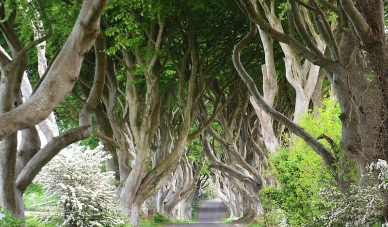 Morning Giants Causeway Half Day Tour from Belfast - A Deep Dive into the Tour Experience