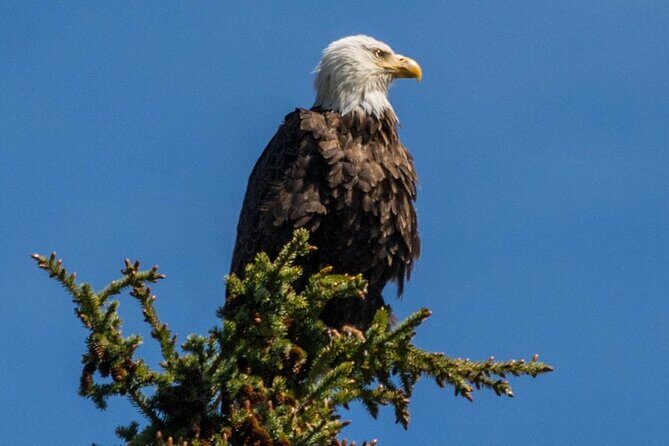 Morning Jasper National Park Wildlife Tour - Who Will Appreciate This Tour?