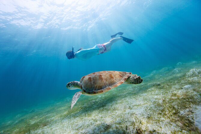 Morning Snorkel & Dolphin Adventure - What to Expect During Your Morning on the Water