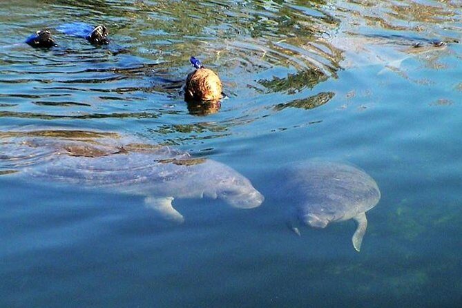 Morning Swim and Snorkel with Manatees-Guided Crystal River Tour - Key Points