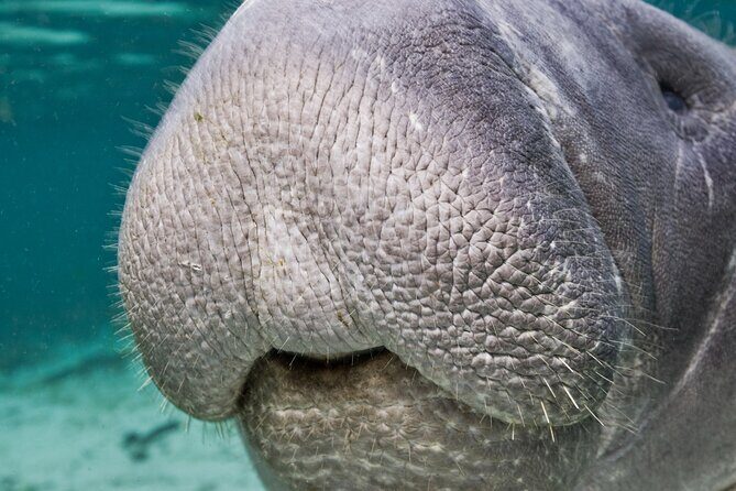 Morning Swim and Snorkel with Manatees-Guided Crystal River Tour - Practical Tips for Your Trip