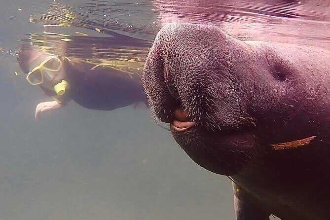 Morning Swim and Snorkel with Manatees-Guided Crystal River Tour - The Real Experience: What Reviewers Say
