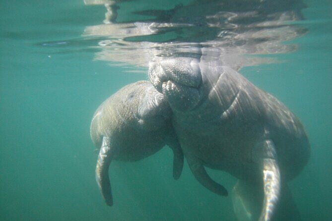 Morning Swim and Snorkel with Manatees-Guided Crystal River Tour - The Sum Up