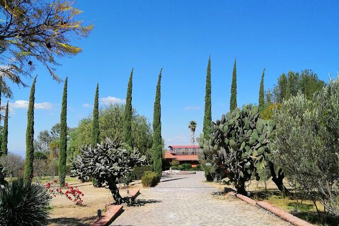 Morning Tour and Olive product tasting - An In-Depth Look at What to Expect