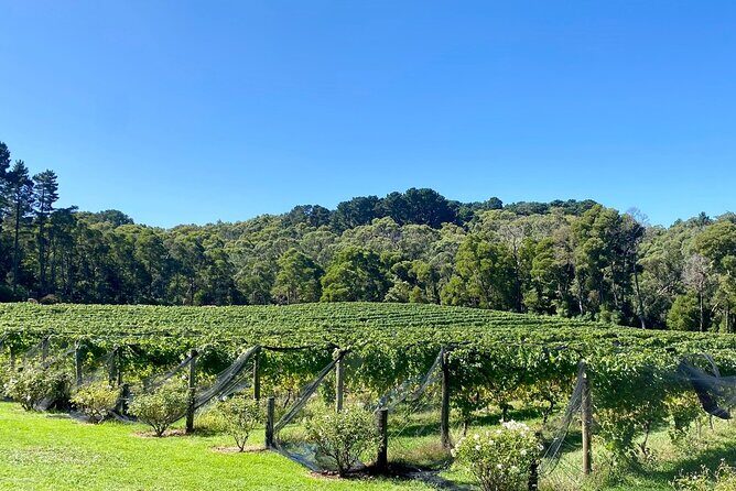 Mornington Peninsula Self-Guided Bike Tour | Food & Wine Region - Who Is This Tour Best For?