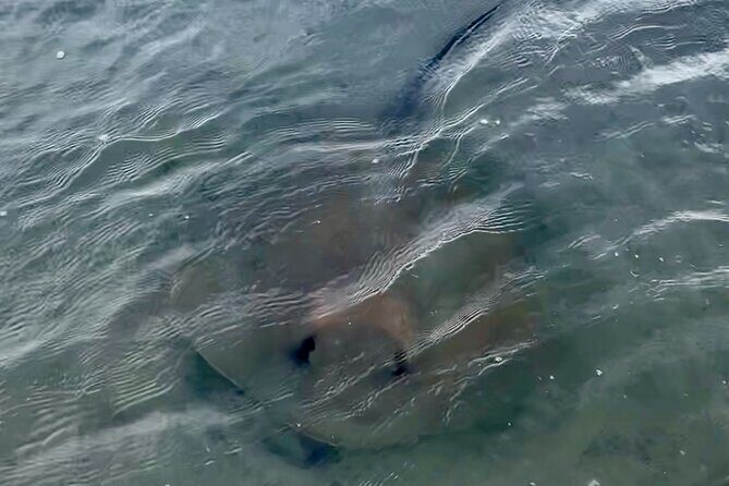 Morris Island Dolphin Cruise and Shelling Trip - Final Thoughts