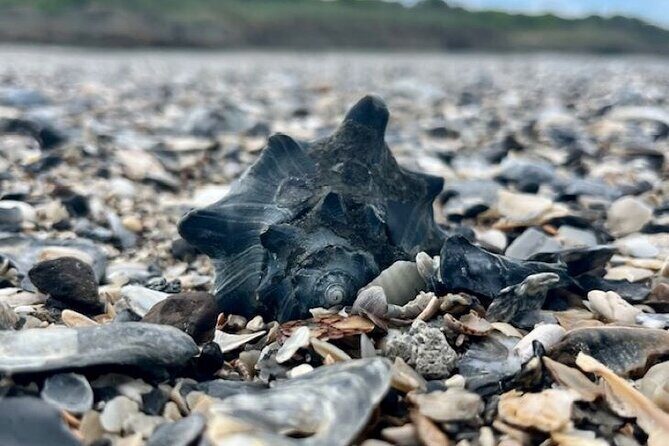 Morris Island Dolphin Cruise and Shelling Trip - FAQ